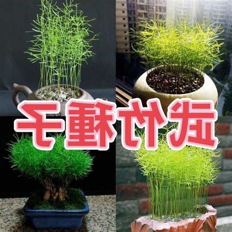 風水 竹